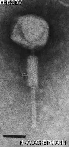 Image of phage under microscope