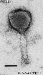 Image of phage under microscope