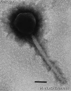 Image of phage under microscope