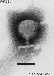 Image of phage under microscope