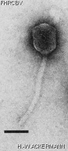 Image of phage under microscope