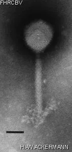 Image of phage under microscope