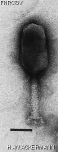 Image of phage under microscope