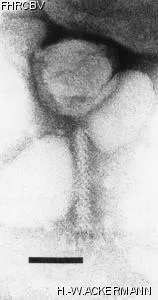 Image of phage under microscope