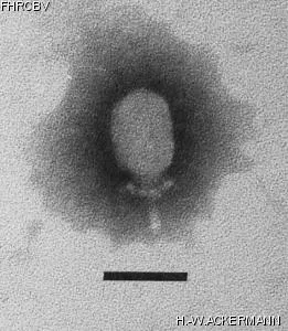 Image of phage under microscope