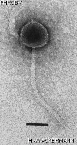 Image of phage under microscope