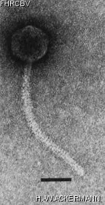 Image of phage under microscope