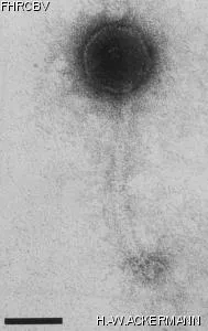 Image of phage under microscope