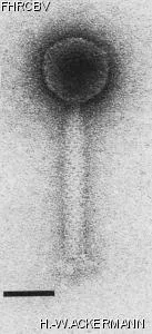 Image of phage under microscope