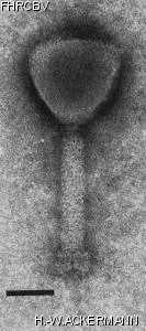 Image of phage under microscope