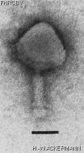 Image of phage under microscope