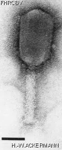 Image of phage under microscope