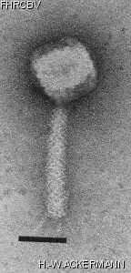 Image of phage under microscope