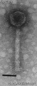 Image of phage under microscope