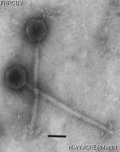 Image of phage under microscope