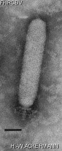 Image of phage under microscope