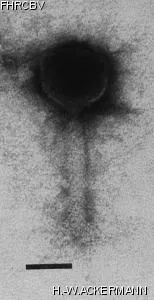Image of phage under microscope