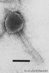 Image of phage under microscope