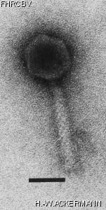 Image of phage under microscope