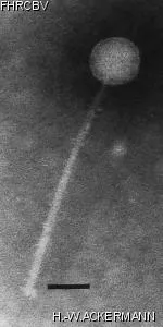HER274 Image of phage under microscope