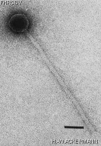 Image of phage under microscope