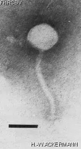Image of phage under microscope