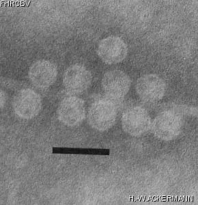 Image of phage under microscope