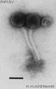 Image of phage under microscope