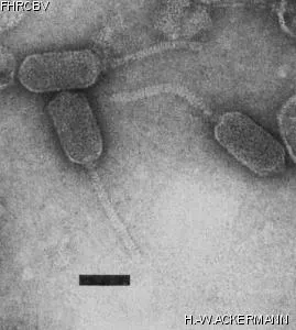 HER297 Image of phage under microscope