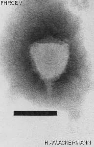 Image of phage under microscope