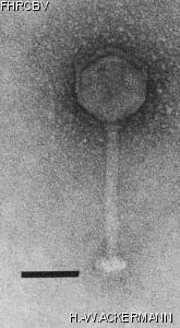 Image of phage under microscope