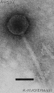 Image of phage under microscope