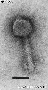 Image of phage under microscope