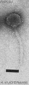 Image of phage under microscope
