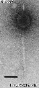 Image of phage under microscope