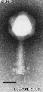 Image of phage under microscope