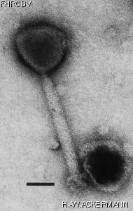 Image of phage under microscope