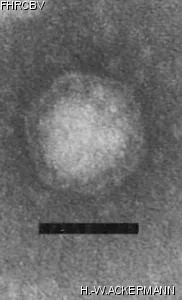 Image of phage under microscope
