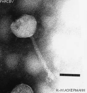 Image of phage under microscope