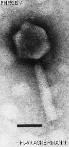 Image of phage under microscope