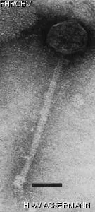 Image of phage under microscope