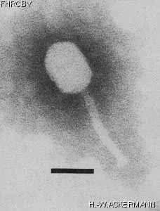 Image of phage under microscope