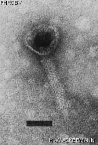 Image of phage under microscope