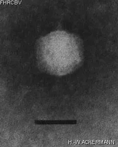 Image of phage under microscope