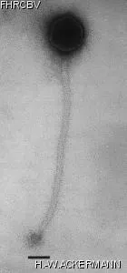 Image of phage under microscope