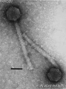 Image of phage under microscope