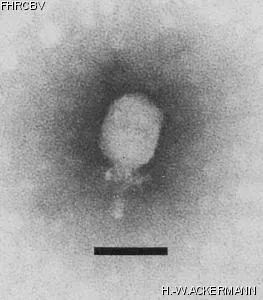 Image of phage under microscope