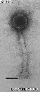 Image of phage under microscope