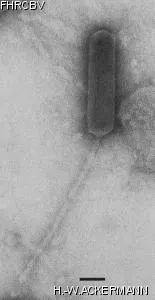 Image of phage under microscope