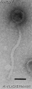 Image of phage under microscope